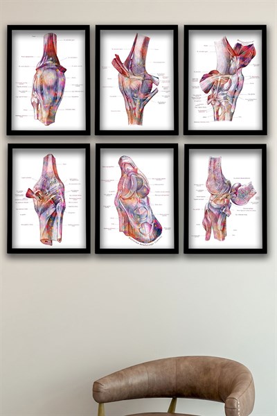 Anatomik Tablo, Doktor Hediyesi, Diz Eklemi Anatomisi, Ayak Tendonları ve Ligamentleri Yapısı Doktor Odası  Duvar Tablosu 6 lı