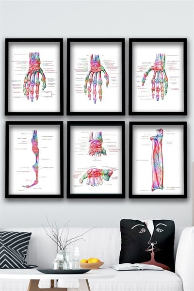 AnatomiK Tablo, El Kemikleri, Ortopedi, Doktor Odası Duvar Tablosu 6 lı